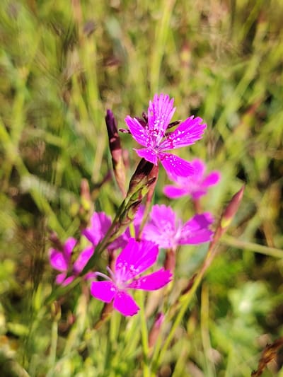 The image shows a close-up, shallow depth-of-field shot of several small, bright pink flowers with fringed petals. The flowers are clustered on thin, dark stems, with some unopened buds visible. The background is a blurry mix of green grass and some darker brown elements, suggesting an outdoor natural environment. There are no people or animals present. The lighting appears to be natural sunlight, creating highlights on the petals. The image is likely taken in a natural setting such as a meadow or field, consistent with the rural landscape of Мётчанскі сельскі Савет, Belarus.