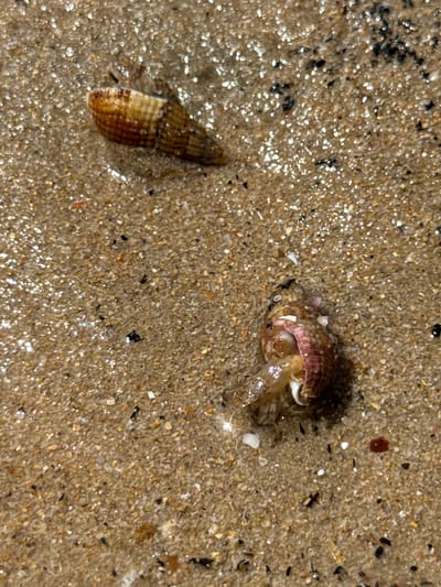 The image shows two hermit crabs on a sandy beach, likely in Costa da Caparica, Portugal. The sand is wet and glistens, with small shells and dark flecks scattered throughout. One hermit crab is partially visible, its shell a spiral of brown and white stripes. The other hermit crab is more prominent, its reddish-pink fleshy body and white claws emerging from a mottled shell. The lighting suggests it might be overcast or late in the day, with soft reflections on the wet sand.