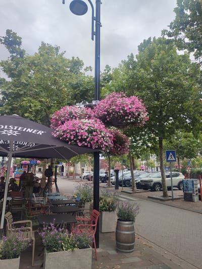 The image depicts an outdoor seating area in the city of Beveren, Belgium, likely in front of a cafe or restaurant. A black umbrella with the text "HOLSTEINER" printed on it is visible. Hanging baskets overflowing with pink and white petunias are attached to a lamppost in the foreground. Beyond the seating area, cars are parked along a street lined with trees. A pedestrian crossing sign is visible on the right side of the image. Several tables and chairs are arranged in the seating area, some occupied by patrons. Planters with lavender and other greenery are placed near the tables. The sky is overcast, suggesting a cloudy day.
