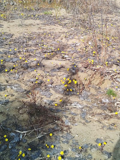 The image shows a landscape in Rybinsk, Russia, featuring dry vegetation, sand, and numerous small yellow flowers scattered across the ground. The environment appears dry and barren with a mix of sandy areas and patches of dark, decaying organic matter. The yellow flowers are a prominent feature, contrasting with the muted tones of the surrounding landscape. There is no evidence of human presence or activity in the image.