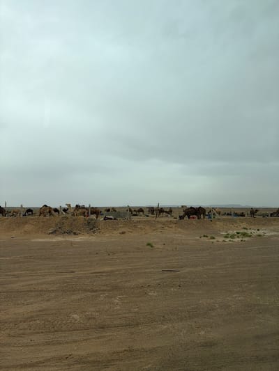The image shows a camel market on the outskirts of the city of Rissani, Morocco, on a cloudy day. A large number of camels are gathered in pens along the edge of a wide, dusty, dirt area. No people are clearly visible. The sky is overcast and the horizon line is slightly tilted.