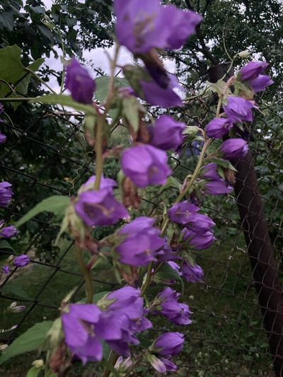 In the city of Міханавіцкі сельскі Савет, Belarus, a close-up shot captures a cluster of purple bellflowers cascading along a wire fence. The flowers, predominantly in shades of violet and lavender, hang in drooping clusters, their delicate petals slightly wilted. Some buds are visible among the blooms, suggesting the plant is in full bloom. The wire fence, with its diamond-shaped mesh, forms a backdrop, with hints of green foliage and dark tree branches visible through the openings. The overall lighting suggests an overcast sky, casting a soft, diffused light on the scene. The focus is sharp on the flowers in the foreground, while the background is blurred, creating a sense of depth. There are no people or animals present in the image.
