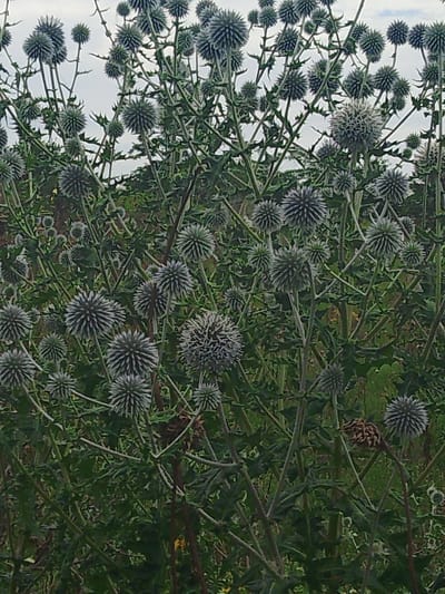 The image depicts a dense cluster of Globe Thistle plants (Echinops species) in an outdoor setting, likely a field or garden. The plants are characterized by their spherical flower heads, which appear to be a muted blue-gray color, and spiky, toothed leaves and stems. The flower heads are in various stages of bloom and development, with some appearing fully formed and others more in bud. The foliage is a vibrant green, creating a lush backdrop. The background consists of more foliage and a muted, overcast sky. There are no visible people or animals in the image. The scene is typical of natural vegetation and suggests a rural or semi-rural environment. The provided location of Krasnostepnovskoe, Russia, aligns with the naturalistic subject matter of the image.