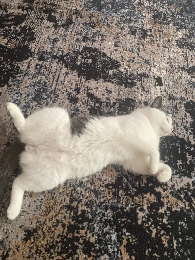 A white cat with a gray patch on its back is lying on its back on a patterned rug. The cat's eyes are closed and its paws are curled up. The rug has a black and gray abstract pattern with some brown and beige tones. The lighting suggests it is daytime, possibly indoors due to the rug. The cat appears relaxed and content. The location context of Beloozyorsky, Russia is provided, but there are no specific visual cues in the image to confirm this. There is no visible text in the image.