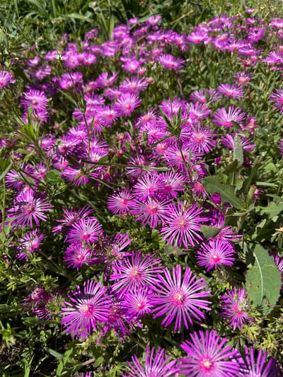 The image shows a close-up view of a cluster of bright purple, star-shaped flowers. The flowers have many thin petals radiating from a central point, and some appear to have a lighter pink or white center. They are densely packed together, with green foliage and stems visible in between. The sunlight highlights the delicate structure of the petals. The image appears to have been taken outdoors in a garden or natural setting. No people or specific landmarks are visible, and therefore no connection to Slivo Pole, Bulgaria can be made from the image itself.
