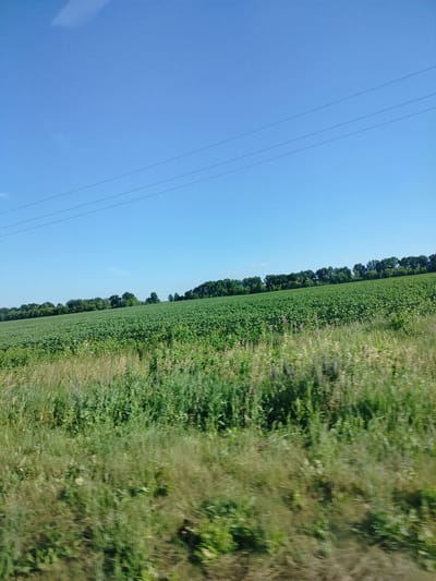 This is a photograph of a vast, flat field of green crops under a clear, bright blue sky. The crops appear to be densely planted and stretch as far as the eye can see, forming an unbroken expanse of green. In the distance, a line of trees forms a dark green border along the horizon. Three thin, dark lines, likely power or telephone lines, stretch horizontally across the upper portion of the sky. The foreground of the image is filled with tall, wild grasses and some flowering plants, also in shades of green and with hints of purple. The overall impression is one of a rural, agricultural landscape on a sunny day. The light suggests it is daytime, and the clear sky indicates fair weather. There is no visible text in the image.