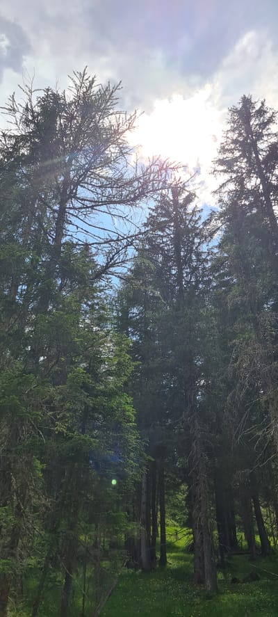 The image depicts a view looking upwards through a dense forest of tall coniferous trees. The sun is shining brightly through the canopy, creating lens flares and casting dappled light. The sky is partially cloudy with patches of blue visible. The forest floor is covered in green grass and dotted with small yellow flowers. The image appears to be taken in a natural, outdoor setting. There are no people or visible structures in the image. The location is identified as being in Cortina d'Ampezzo, Italy.