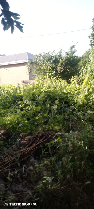 The image depicts an outdoor scene, possibly a backyard or garden area, in Qaynar MFY, Uzbekistan. In the background, a light-colored building with a grey roof is partially visible, suggesting a residential setting. The foreground is dominated by lush green vegetation, including dense foliage that appears to be a garden or vineyard. Several brown, dry branches are scattered on the ground in the lower portion of the image, mixed with soil and grass. The overall impression is one of a somewhat overgrown natural or cultivated space. The sky is bright and appears to be daytime. There are no people or animals visible in the image.