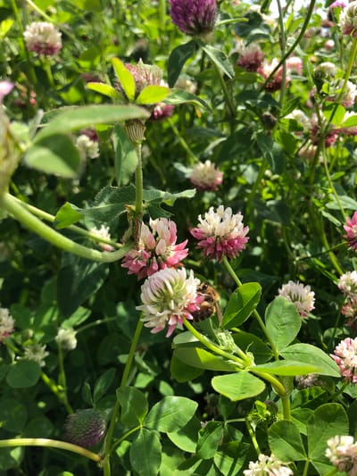 A close-up, eye-level, outdoor, natural light photograph captures a dense patch of blooming red clover (Trifolium pratense) flowers with green foliage. The foreground features a cluster of pink and white clover blossoms, some partially faded. A bee with striped brown and yellow markings is visible on a pink clover bloom in the lower right quadrant of the image. The background consists of more clover plants and their leaves, creating a bokeh effect with varying degrees of focus. The setting appears to be a field or meadow, consistent with locations found in and around Svirstroy, Russia, a town situated in the Leningrad Oblast, known for its natural landscapes.