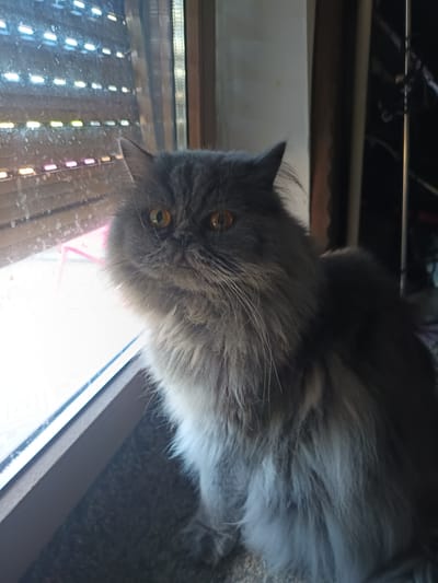 A medium shot captures a fluffy, long-haired gray cat with bright amber eyes sitting near a window. The cat is positioned on the right side of the frame, facing the viewer with its head tilted slightly. Its fur is thick and appears to be a mix of gray and lighter gray or white around its chest. Behind the cat, to the left, is a window with horizontal blinds. The blinds are partially open, allowing light to stream through, creating streaks of white and colored light across the windowpane and onto the cat's fur. The environment appears to be indoors, with a hint of what might be a curtain or darker background on the far right of the image. The cat is the primary subject, with its gaze directed forward, suggesting it is observing something outside or at the camera. The lighting is natural, coming from the window, casting soft shadows and highlighting the texture of the cat's fur. The location is not specified.