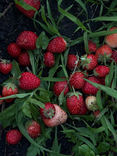 A top-down, close-up shot captures a cluster of ripe strawberries scattered on dark soil, interspersed with vibrant green grass and leaves. The strawberries are predominantly a deep red, with some showing lighter pink or pale red hues, indicating varying stages of ripeness. Tiny seeds are visible on the surface of the fruit. The soil appears damp, suggesting recent rain or watering. The overall scene is natural and rustic, likely a garden or field. The image is set in Starobaltachevo, Russia.