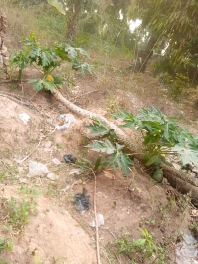 Two papaya trees with green leaves and fruit grow horizontally from a log. The ground is brown and uneven, covered with scattered trash, including plastic bags and wrappers. Sparse vegetation and taller trees are visible in the background. The scene appears to be a neglected or disturbed patch of land.