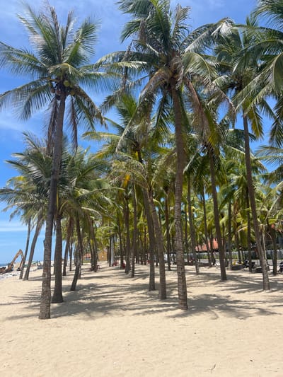 A wide shot captures a tranquil beach scene at An Bang Beach in Hoi An, Vietnam, bathed in bright daylight under a clear blue sky dotted with wispy white clouds. The foreground is dominated by a stretch of light-colored sand, casting long, dappled shadows from a dense grove of palm trees that line the beach. These mature palm trees, with their rough, textured trunks and lush green fronds, are the primary visual element, creating a natural canopy.

In the middle ground, beyond the initial line of palms, a few scattered red plastic chairs and tables suggest a seating area for beachgoers, some of which are visible. Further back, a low-rise building with a terracotta roof is partially obscured by the trees. To the far left of the image, heavy construction equipment, including a large excavator, is visible on the beach, indicating ongoing development or maintenance work. A few people are seen in the distance, some walking and others near the parked motorcycles on the paved area behind the beach. The overall atmosphere is one of a tropical paradise with a hint of ongoing human activity.