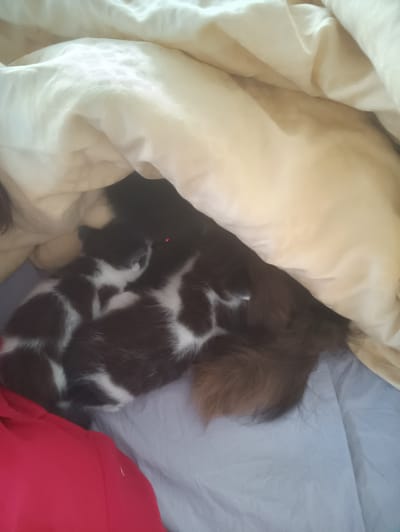 A close-up, overhead shot shows two kittens nestled together under a light-colored blanket. The kittens are black and white with patches of fur and appear to be sleeping. One kitten is in the foreground, with its head resting on the other. The blanket is draped over them, creating a cozy enclosure. The background consists of a light blue sheet. A small red laser dot is visible on the dark fur of one of the kittens. The overall scene suggests a domestic setting, likely a bedroom, within the city of Hlobyne, Ukraine.