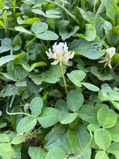 The image shows a close-up view of white clover flowers and foliage on the ground. The clover is dense, with many three-leafed plants. There are at least two white clover flower heads visible, one in focus in the center of the frame and another slightly out of focus to the right. Some of the clover leaves show signs of minor damage, such as small holes or chewed edges. The lighting suggests it is daytime, likely outdoors. The image was taken in the city of Verkhneye Kazachye, Russia.