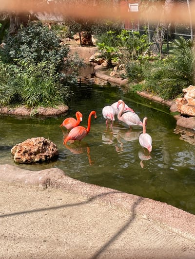 The image displays an outdoor animal enclosure, specifically a flamingo habitat, likely situated within Safari Zoo Mallorca in the municipality of Sant Llorenç des Cardassar, Spain. Six flamingos are visible in a shallow, olive-green body of water. On the left, three flamingos exhibit vibrant orange-pink plumage; two are standing with their heads upright, while a third is partially obscured. On the right, three flamingos are observed with lighter, pale pink-white plumage; one in the foreground has its head submerged in the water, and two others stand upright behind it. Distinct reflections of all flamingos are visible on the water's surface. The water body features irregular, rocky banks lined with dense green vegetation, including various shrubs and small trees. A prominent, reddish-brown rock is partially submerged in the water near the left foreground. The immediate foreground consists of a light-colored, textured ground surface, possibly a pathway or viewing area, exhibiting faint diagonal shadows. The background is characterized by lush foliage, with a segment of a wire fence structure visible in the upper right. The scene is illuminated by bright daylight. No human subjects are present.