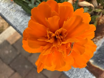 A close-up, overhead shot captures a vibrant orange marigold flower. The flower's petals are layered and ruffled, with a darker, textured center. To the left of the flower, a grey concrete border is visible, with a hint of brown brick paving beneath it. The background is softly blurred, showing green foliage and dried plant matter. There are no people visible in the image. The location is Billertshausen, Germany.