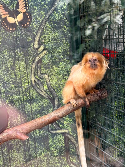 The media file shows a golden lion tamarin clinging to a branch inside an enclosure. The tamarin is small with bright orange fur and a distinctive mane around its face. Its face is directed towards the camera, showing dark eyes and a small nose. The tamarin is holding the branch with its hands and feet, its body angled downwards. Behind the tamarin, the enclosure has a painted backdrop depicting a green, textured jungle scene with winding vines and what appears to be a butterfly at the bottom left. A metal mesh fence is visible at the top of the image, indicating the enclosure's structure. The lighting suggests it is daytime. The overall scene appears to be within a zoo or wildlife park, given the enclosure and the presence of an exotic animal. No text is clearly visible in the media file.