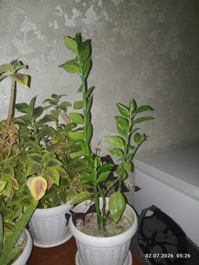The image displays a collection of houseplants arranged in white pots on a wooden surface against a textured gray wall. The plants vary in size and foliage, with some featuring green and burgundy leaves, while another has a taller, segmented green stem with sparse leaves. To the right of the plants, a white surface, possibly furniture, is visible, along with a dark object resembling a cap or bag. The bottom right corner of the image features a timestamp: "02.07.2026 05:26". The scene appears to be indoors, likely in a residential setting. There are no people present in the image. The location is stated as Taldybulak, Kazakhstan.