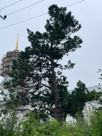 This is a medium shot photograph taken outdoors under an overcast sky. In the foreground, a large pine tree with dark green needles dominates the frame. Its branches extend across the image, with some appearing dry and bare. Behind the tree, a white building with arched windows and a green roof is partially visible. To the left, a portion of a church dome is visible, topped with a golden cross. The dome appears to be under scaffolding, suggesting ongoing construction or restoration. Power lines are visible in the upper left corner of the image. The setting is likely the city of Kstinin, Russia, given the presence of a church with a golden cross.