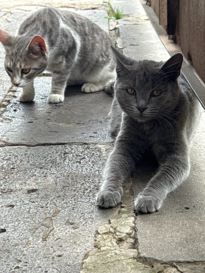 Two cats are on a wet stone pathway. In the foreground, a grey cat lies down with its front paws extended. Its eyes are yellow and it is looking at the camera. In the background, a grey and white tabby cat is crouched down and looking to the left. The pathway is cracked and uneven, and there is some greenery to the left of the pathway. The scene is outdoors, likely in an urban environment. The specific location of Tandzia, Georgia, is not discernible from the image alone.