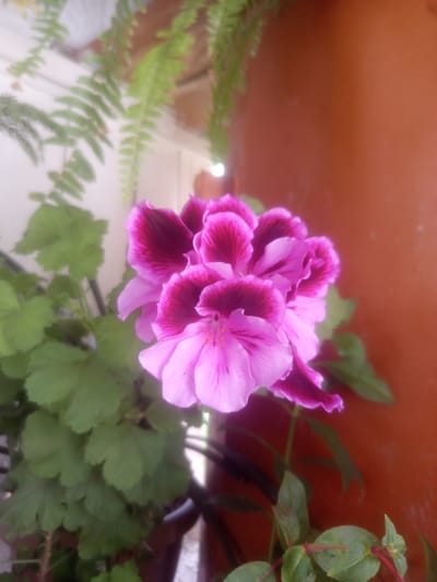 The image shows a close-up of a vibrant pink and purple flower, likely a geranium, in the foreground. The flower has delicate, ruffled petals with deep purple markings near the center. It is surrounded by lush green leaves. In the background, out of focus, is a large, reddish-brown object, possibly a planter or a wall. Several green ferns hang from above, also out of focus. The lighting suggests it is daytime, possibly outdoors or in a well-lit indoor space. The image does not contain any specific landmarks or details that would allow for pinpointing a location within the city of Samat, Kyrgyzstan.