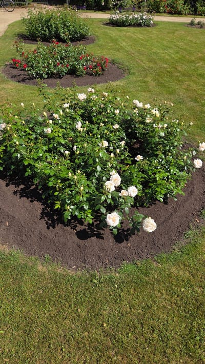 This is a photograph taken in Palanga, Lithuania, depicting a rose garden on a sunny day. The scene features several rose bushes, most prominently a large bush with numerous creamy-white roses and buds. To the left, further down a curved path, are more rose bushes, including some with red roses. The roses are planted in dark soil beds that are bordered by well-maintained green grass. The pathway appears to be made of light-colored gravel or sand. The lighting suggests it is midday, with strong sunlight casting shadows. The overall atmosphere is serene and idyllic, characteristic of a pleasant garden setting. There are no people or text visible in the image.