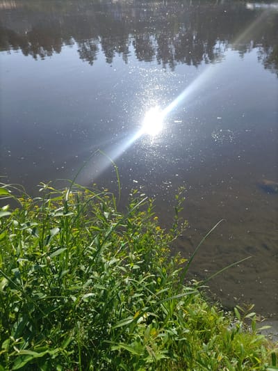 This is a close-up, ground-level photograph of the edge of a body of water, likely a river or lake, in the vicinity of Падлабенскі сельскі Савет, Belarus. The water is dark and reflects the sky and trees, with the sun creating a bright, lens flare effect and numerous small sparkles on the surface. In the foreground, lush green vegetation, including tall grasses and smaller plants with yellow flowers, grows densely along the bank. The water appears shallow near the edge, with the sandy bottom visible in places. No people or animals are visible in the image. The overall impression is one of a natural, sunlit riparian environment.