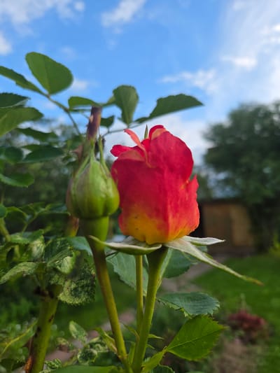 An extreme close-up shot captures a single, partially bloomed rose with vibrant red and yellow petals set against a blurred background of green foliage and a bright blue sky with scattered white clouds. To the left of the rose, a green rosebud is visible, also on a green stem. The image is taken outdoors, likely in a garden, with a shallow depth of field that emphasizes the rose while softening the surrounding environment. No people or specific landmarks are identifiable, but the general setting suggests a temperate climate during daytime. The location in Frolovo, Russia is not visually evident from the image itself.