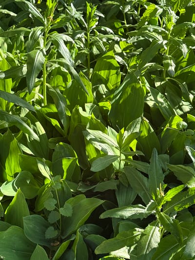 The image depicts a dense patch of lush green foliage in Ovsyanka, Russia. The plants are predominantly broad-leafed with some taller, more slender stalks interspersed. Sunlight filters through the leaves, creating areas of bright illumination and deep shadow, highlighting the texture and form of the vegetation. There are no people or man-made objects visible in the scene. The environment appears to be a natural or semi-natural outdoor setting, likely a garden or a wild growth area.
