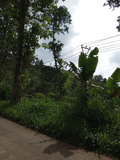 The image portrays a rural outdoor scene in Kandenuwara, Sri Lanka, under a sky with scattered gray and white clouds. A concrete or asphalt pathway occupies the lower-left portion of the frame, running diagonally upwards and exhibiting distinct, dark shadows from overhead foliage. To the right of this pathway, the ground is covered with dense, tall green grass and assorted vegetation. Further right, large, somewhat tattered green banana leaves are prominent, partially obscuring a wooden utility pole with multiple dark power lines extending horizontally across the upper-right quadrant. The background features a steep, verdant hillside densely covered with trees and other green plant life, consistent with a cultivated or natural forest landscape. No individuals or specific activities are observed.