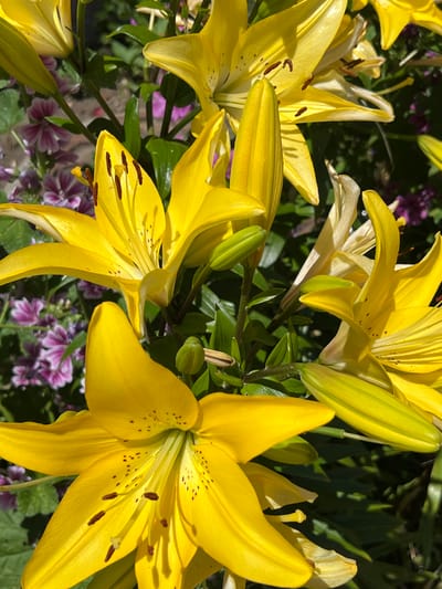 The image displays a close-up view of several vibrant yellow lily flowers in full bloom. The lilies are the primary focus, with their large, trumpet-shaped petals showcasing a bright yellow hue and dotted with darker specks. Several lily buds, still closed and a lighter green color, are also visible. Interspersed among the lilies are smaller, purple flowers with delicate, multi-petaled structures, adding a contrasting color to the scene. Lush green leaves and stems provide a backdrop. The lighting suggests it is daytime, with sunlight illuminating the flowers. The environment appears to be a garden or natural setting. There are no people or animals depicted in the image. The location is described as Novaya Adygeya, Russia.