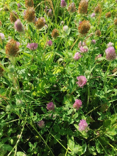A close-up, vertical, full-frame shot captures a dense patch of wild clover and grasses in Lobkovo, Russia. The foreground is dominated by various stages of clover growth, with many fuzzy, purplish-pink flower heads and some developing seed heads that are brown and bristly. The clover leaves are a vibrant green, with some showing signs of wear and tear. Sunlight filters through the foliage, creating a dappled effect and highlighting the textures of the plants. In the background, taller grasses and some dry seed stalks add depth to the scene. The overall impression is one of a natural, untamed meadow on a bright, sunny day, likely during late summer or early autumn, given the presence of both blooming flowers and developing seed heads. There are no people or specific objects other than the plants themselves. The image conveys a sense of natural beauty and the abundance of plant life. There is no visible text in the image.