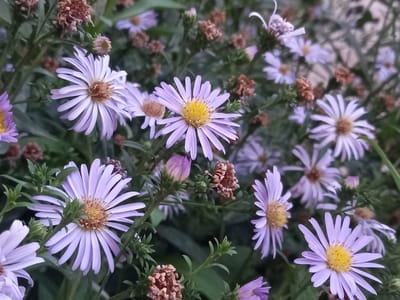 A close-up, eye-level shot of several purple asters in bloom, interspersed with some dried brown seed heads and green foliage. The flowers are delicate with thin, elongated petals radiating from a yellow center. The background is blurred, suggesting a garden setting in Keles, Uzbekistan, where the flowers are likely growing outdoors. No people are visible in the image.