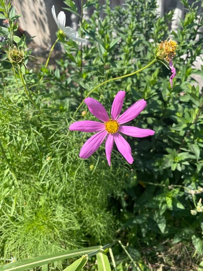 A close-up, outdoor, vertical, medium shot captures a single, vibrant pink cosmos flower in sharp focus at the center of the frame. The flower has six delicate petals radiating from a bright yellow center. The background is filled with lush, green foliage and other flowers, some of which are out of focus. To the left, a white cosmos flower is visible, and further to the left, a seed pod from a cosmos flower is in focus. To the right, another spent cosmos flower head with wilting pink petals is present. The overall scene suggests a garden or natural setting. There are no people or animals in the image, and no specific landmarks indicating the city of Bishkek, Kyrgyzstan. The lighting suggests it is daytime, with sunlight illuminating the scene.