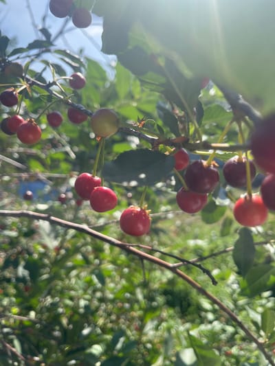 The image depicts a close-up view of ripe cherries hanging from branches in an outdoor setting. The cherries are mostly a deep red color, with some appearing lighter or even greenish, suggesting varying stages of ripeness. They are clustered on thin branches with green leaves visible. The background is a bokeh of green foliage and hints of blue sky, indicating a bright, sunny day. The focus is primarily on the cherries in the foreground, with the background softly blurred. The scene appears to be a cherry tree in what could be a park, garden, or orchard. There is no indication of the city of Temirtau, Kazakhstan, or any specific urban features in the image.