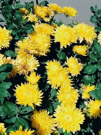 This image is a close-up, overhead shot of a cluster of bright yellow chrysanthemums, also known as "mum" flowers. The flowers are in full bloom, with many petals forming a pom-pom shape. Their vibrant yellow color contrasts with the dark green leaves and stems of the plants. The background is a soft grey, possibly a wall or a paved surface, which further accentuates the color of the flowers. The image does not depict any people or specific urban features, so it cannot be definitively located in Қарабұлақ, Kazakhstan, or any other city. The lighting appears to be natural daylight, creating subtle shadows that give depth to the floral arrangement.