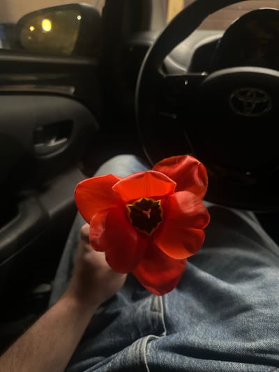 A photograph, shot from inside the passenger seat of a Toyota car (based on the steering wheel logo), shows a person holding a red tulip. The person is wearing a blue denim jacket and has a light-skinned arm visible. The car's side mirror and parts of the dashboard are also visible. The photograph's location in Volketswil, Switzerland, is not determinable from the visual information.