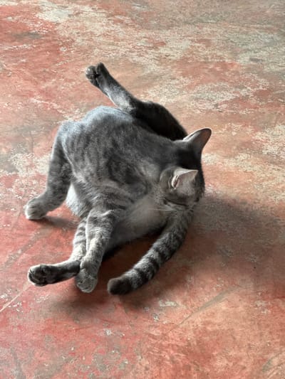 A grey tabby cat is lying on a red, cracked concrete floor in Ban Ang Ka Noi, Thailand. The cat is positioned on its back with its legs extended, one paw raised in the air. The cat's body is curled, and its head is turned away from the camera, partially obscuring its face. The floor has patches of white and grey discoloration. Sunlight casts a shadow of the cat onto the floor.