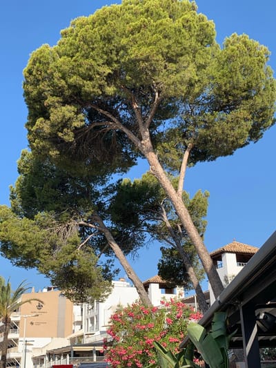 The image captures a vibrant outdoor scene, likely in Peguera, Spain, bathed in bright sunlight. Dominating the foreground is a large, mature pine tree with its distinctive rough bark and abundant green foliage reaching towards a clear, azure sky. The tree's branches spread outwards, some extending horizontally, creating a natural canopy that partially obscures the background.
Behind the tree, a modern building with white and beige facades is visible. The building appears to be a hotel, as indicated by the text "HOTEL CABANELA" in dark lettering on the beige section. Below this, the words "Schauinsland Reisen" are also present, suggesting a travel agency or tour operator. The architecture features balconies with white railings and tiled roofs, typical of Mediterranean style.
To the right of the building, a cluster of vibrant pink flowers, possibly oleander, adds a splash of color to the scene, interspersed with lush green leaves. A dark awning or roof structure extends from the top edge of the image, casting a shadow over some parts of the scene.
The overall impression is one of a sunny day, likely during daylight hours, in a coastal resort area. The combination of the natural elements – the majestic tree and colorful flowers – with the man-made structure creates a picturesque view of a lively Mediterranean setting. There are no people visible in the image.