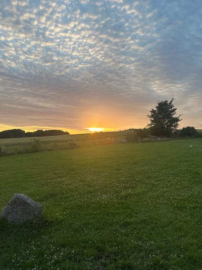 The image depicts a landscape at sunset in Fredensborg, Denmark. The sky is filled with altocumulus clouds, creating a textured pattern. The sun, low on the horizon, casts a warm orange glow across the scene. In the middle ground, a field of wheat or similar grain is visible, bordered by a line of trees. To the right, a solitary tree stands prominently on a grassy hill. The foreground is a lush green lawn dotted with small white flowers, with a large grey boulder situated in the lower left corner. The overall impression is a serene, rural setting during twilight.