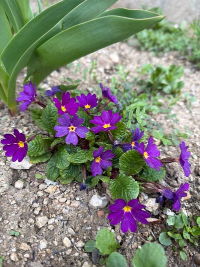A close-up shot in Davidkovo, Bulgaria focuses on a cluster of purple primrose flowers with yellow centers, nestled amongst textured green leaves. To the left, broader, smooth green leaves contrast with the primroses. The plants are situated on a gravelly and sandy ground surface.
