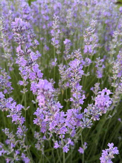 The image is a close-up, vertical shot of a field of lavender flowers. The lavender is in bloom, with numerous purple flower spikes and green stems visible. The background is a soft blur of more lavender and green foliage, suggesting a dense planting. The lighting is natural and appears to be from overhead, casting soft shadows. There are no people or animals visible in the image. The scene is tranquil and serene.