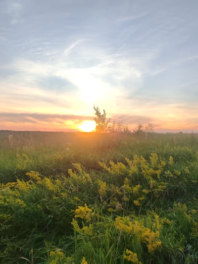 The image depicts a sunset over a grassy field in Пакалюбіцкі сельскі Савет, Belarus. The sun, a bright orb, is low on the horizon, casting a warm orange and yellow glow across the sky and illuminating the landscape. Wispy clouds streak across the pale blue sky. The foreground is dominated by a dense growth of tall green grass and clusters of small yellow wildflowers. In the middle ground, more grass and some scattered trees are visible, silhouetted against the setting sun. The overall scene is one of natural beauty and tranquility, characteristic of the Belarusian countryside during the summer or early autumn. There are no people or animals present in the image.