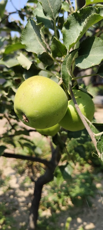 Two green apples hang from a branch of an apple tree. The apples are in focus and prominently displayed in the foreground. The background is blurred, showing more of the tree's leaves and branches, as well as sunlight filtering through the foliage, creating dappled light on the ground below. The overall scene suggests an outdoor setting in a garden or orchard, likely during the daytime. The presence of apples indicates a season when fruit is growing, possibly late summer or early autumn. The image is taken in Namangan City, Uzbekistan, a region known for its fruit cultivation, particularly apples.