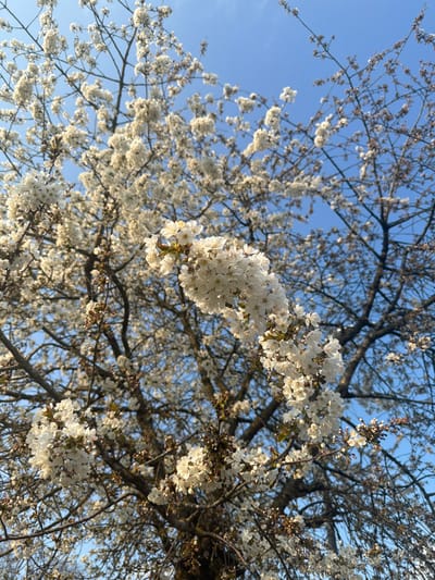 A tree with abundant white blossoms is depicted against a clear, light blue sky. Clusters of small, white flowers are visible across numerous branches, with some branches in the background appearing less densely covered or bare. The sky occupies the upper portion of the frame, free of clouds. Sunlight illuminates the blossoms, suggesting daylight conditions. No individuals or man-made structures are discernible within the frame. The scene is located in the city of Toul, France.