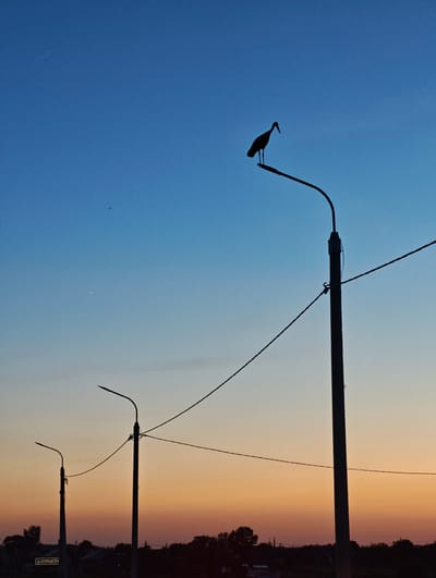 A silhouetted bird is perched on top of a streetlamp in the city of Азёрскі сельскі Савет, Belarus. The sky transitions from deep blue at the top to a warm orange and yellow gradient near the horizon. In the foreground, two more streetlamps are visible, also in silhouette, along with power lines. The lower portion of the image shows the dark outlines of trees and buildings, suggesting a rural or suburban setting.