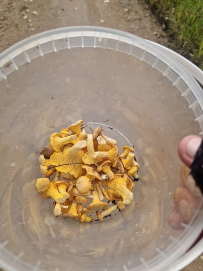 A translucent plastic bucket filled with a bounty of chanterelle mushrooms is depicted. The mushrooms, primarily a vibrant yellow, are nestled together, their distinct gill structures visible. Some small twigs and dirt are also present among the fungi. The bucket is set against a muted background of gravelly ground and a hint of green grass. The image appears to have been taken outdoors, possibly in a natural setting outside of Kelasovka, Latvia. A blurred human thumb is visible on the right side of the frame, suggesting the bucket is being held. The lighting is natural and somewhat diffused, creating soft shadows.
