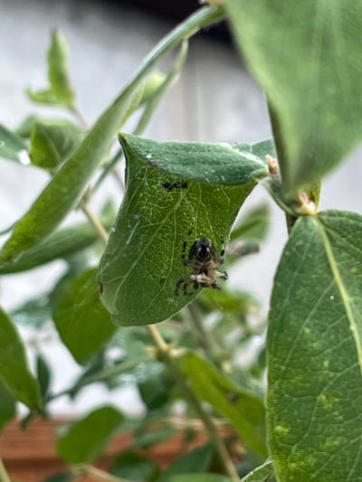 A spider is perched on a folded green leaf, its body a mix of brown and black. It has visible legs and appears to be a mature spider. The leaf itself is vibrant green with visible veins and is curved, creating a small pocket. Other green leaves and stems surround the main subject, some out of focus. The background is blurred, suggesting an outdoor environment, possibly a garden or park in Pamyati 13 Bortsov, Russia. There are no people visible in the image.