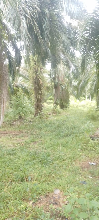 Palm trees dominate the scene, their fronds densely packed overhead, creating dappled shade across the overgrown grassy ground. The trees' trunks, some partially covered in vegetation, are scattered throughout the landscape. The lush undergrowth consists of grass, weeds, and small plants, all contributing to the wild, unkempt feel. The light is diffused, possibly due to overcast conditions or the dense canopy. A small piece of litter is also visible on the ground.